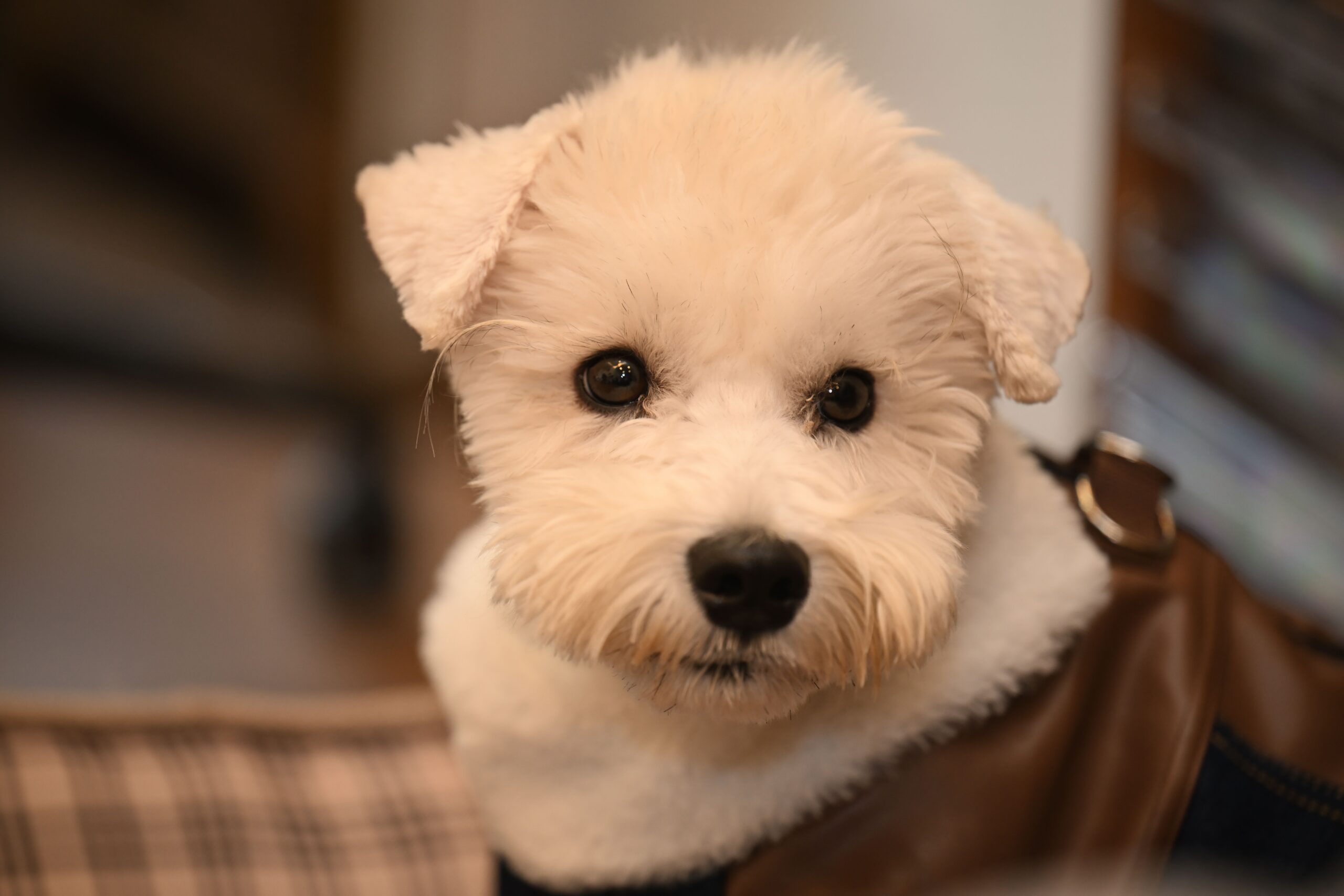 Pettoyst
